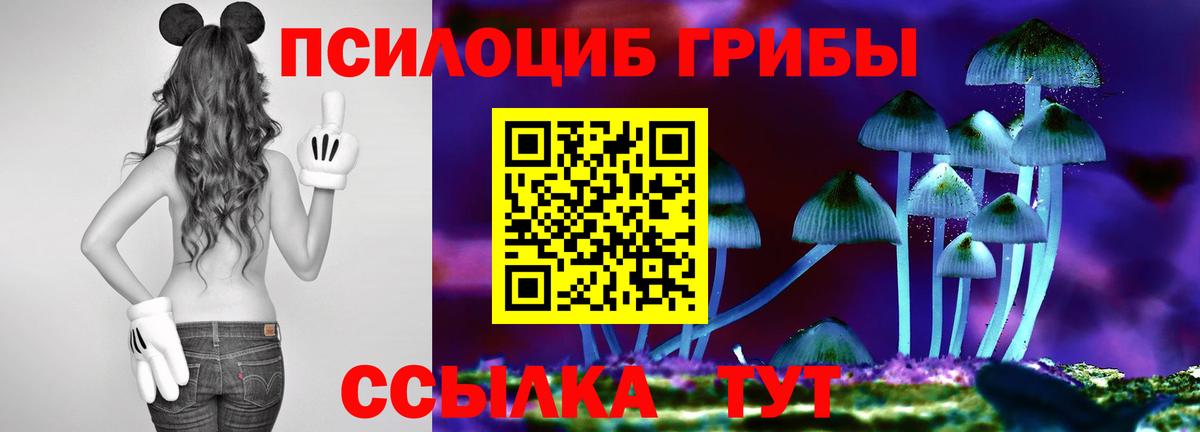 Псилоцибиновые грибы Psilocybe Елабуга